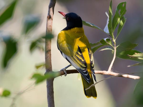 Black-headed oriole (Oriolus larvatus)